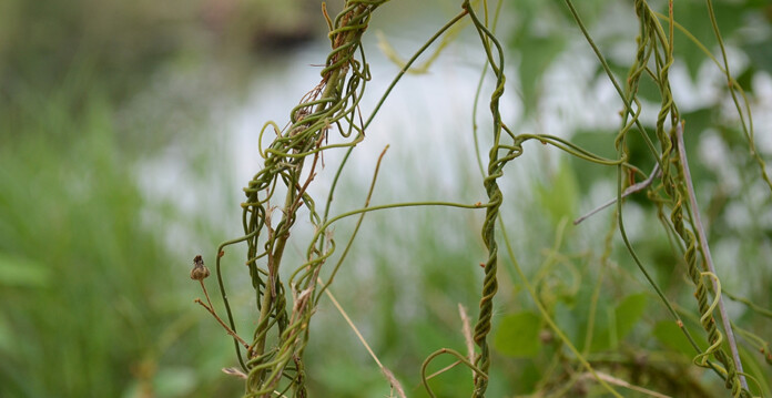 Lianas (climbing vines) in the wild (carbon)