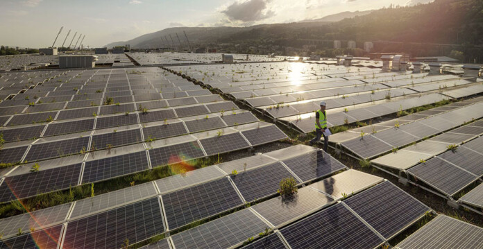 Greenery growing between solar panels at a solar farm, worker in hard hat walking between panels (energy research)