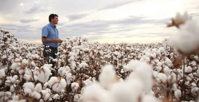 Man in blue cotton shirt stands in beautiful field of blooming cotton flowers (hiringa sundown)