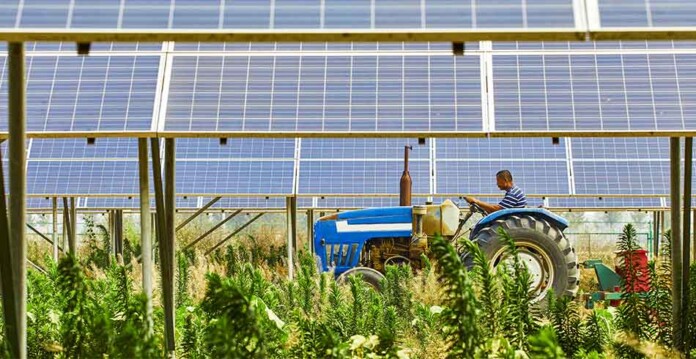 Male farm worker drives blue tractor through crops planted underneath solar panels