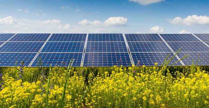 Solar panels under blue sky with bright yellow flowers growing underneath