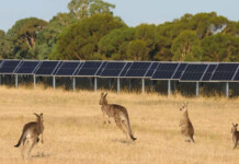 Amazon Australia inks nine new renewable energy PPAs Kangaroos gather in front of solar panels at Mokoan Solar Park