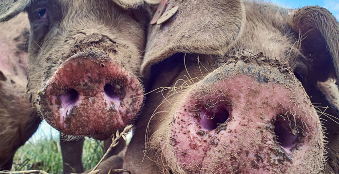pigs Close up of pigs covered in mud in rural outdoor setting