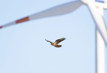 ‘Not a single collision’: Studies say birds avoid wind turbines A common buzzard flies in front of a wind turbine