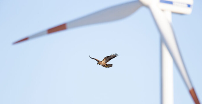 A common buzzard flies in front of a wind turbine
