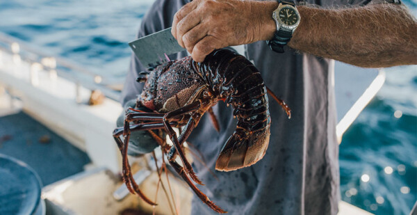Close-up of a fisherman holding a lobster on the deck of a trawler at sea