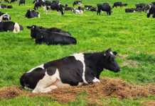 NZ dairy co-op Fonterra inks solar power purchase deal A herd of black-and-white dairy cows resting in a lush green field with hay scattered in the foreground