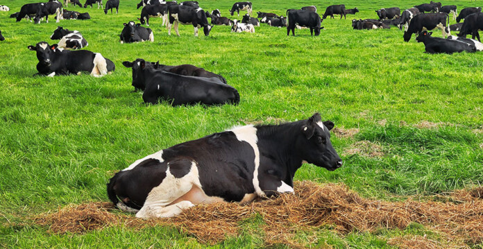 A herd of black-and-white dairy cows resting in a lush green field with hay scattered in the foreground