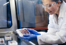 Aussie-made ‘super fungi’ could help recover critical minerals Female researcher in lab coat, gloves and safety goggles holds petri dish containing fungal strains