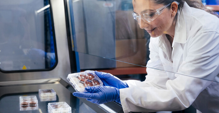 uq-superfungus Female researcher in lab coat, gloves and safety goggles holds petri dish containing fungal strains