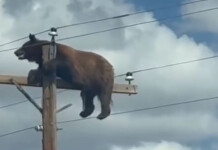 Video captures bear stranded on power pole in US Still from a video shows a brown bear struggling to stay atop a power pole