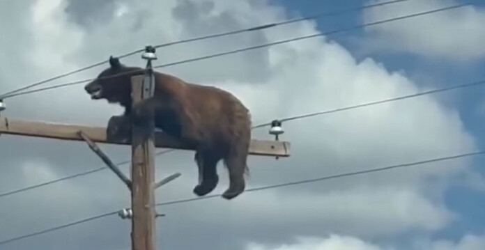 Still from a video shows a brown bear struggling to stay atop a power pole