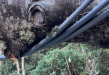New-Generation Covered Conductor reaches massive milestone Covered conductor lies intact and undamaged under a massive tree trunk after a storm