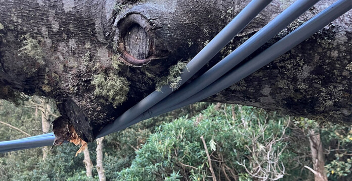 Covered conductor lies intact and undamaged under a massive tree trunk after a storm