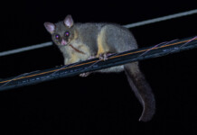 AusNet program to reduce animal-caused outages Cute native possum walks along high-voltage powerline
