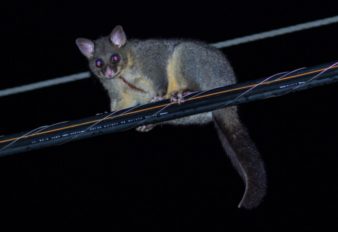 Cute native possum walks along high-voltage powerline